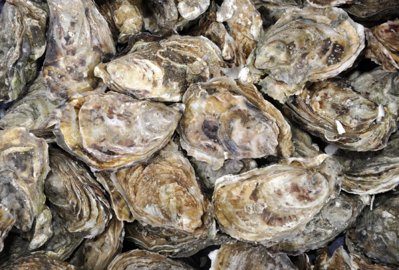 Oysters from Paradise Grill’s published photo collection